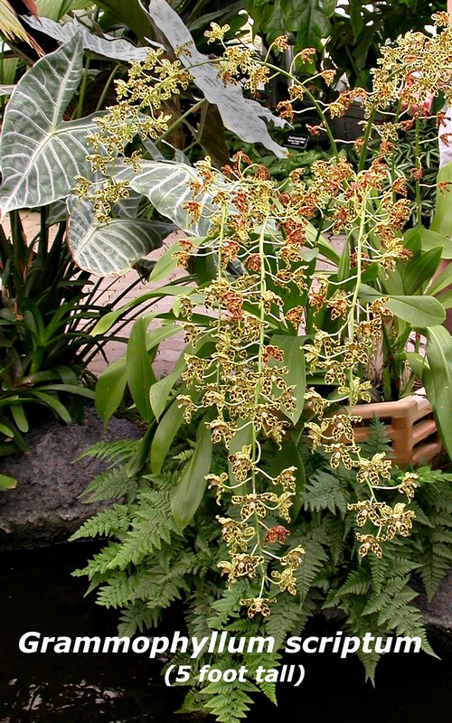 Gram. scriptum var leopard patern in bloom